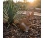 Lapin en résine pattes sur le museau - 