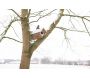 Nichoir pour chouette chevêche - ESS-0580