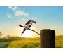 Oiseau sur pique guêpier d'europe en acier corten - MET-0119