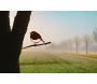 Oiseau à planter rouge gorge en acier corten - METALBIRD