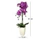 Orchidée fuchsia en pot blanc - 28,73