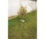 Paillage en fibres recyclées (Lot de 50) - 6