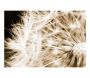 Papier peint - Dandelion - sepia