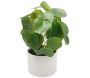 Pilea artificiel toucher naturel pot céramique