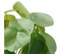 Pilea artificiel toucher naturel pot céramique - SOV-0169