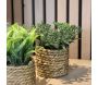 Plante artificielle avec pot tressé (Lot de 3) - 5