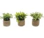 Plante artificielle avec pot tressé (Lot de 3)