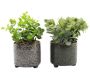 Plante succulente artificielle en pot émaillé (Lot de 2)