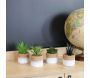 Plante succulente en pot bicolore 8 x 15 cm (Lot de 4) - SIF-0496