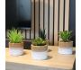 Plante succulente en pot bicolore 8 x 15 cm (Lot de 4) - 8