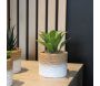 Plante succulente en pot bicolore 8 x 15 cm (Lot de 4) - 28,90