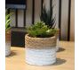 Plante succulente en pot bicolore 8 x 15 cm (Lot de 4) - 5