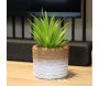 Plante succulente en pot bicolore 8 x 15 cm (Lot de 4) - 6