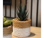 Plante succulente en pot bicolore 8 x 15 cm (Lot de 4) - 7