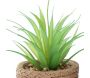 Plante succulente en pot bicolore 8 x 15 cm (Lot de 4) - SIL