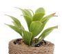 Plante succulente en pot bicolore 8 x 15 cm (Lot de 4) - 5