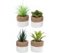 Plante succulente en pot bicolore 8 x 15 cm (Lot de 4)