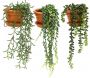 Plantes artificielles en pot terracotta (Lot de 3)