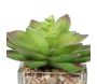 Plantes artificielles dans pot en verre 6.5 x 6.5 x 17 cm (Lot de 3) - SIF-0479