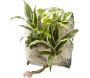 Poche recharge plantes vivantes pour cadre végétal Wallflower 31 x 31 cm