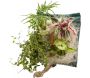 Poche recharge plantes vivantes pour cadre végétal Wallflower 31 x 31 cm