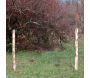 Poteaux en noisetier (Lot de 4) - 89,90