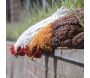 Poules décoratives à poser en polyrésine (Lot de 3) - TRUE TO NATURE