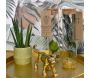 Set de 3 tubes avec plantes aquatiques - PLT-0102