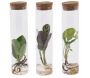 Set de 3 tubes avec plantes aquatiques