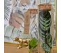 Set de 3 tubes avec plantes aquatiques - Plantophile