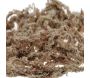 Sphaigne du Chili 250gr - FTK-0370