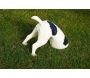 Statuette chien bob le creuseur - TRUE TO NATURE