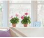 Sticker fenêtre géranium rose - NOUVELLES IMAGES
