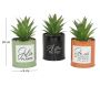Succulentes artificielles dans pots colorés 17 cm (Lot de 3) - 20,09
