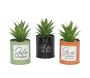 Succulentes artificielles dans pots colorés 17 cm (Lot de 3)