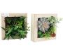 Tableau avec succulente artificielle (Lot de 2)