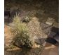 Tapis extérieur en polypropylène Carry naturel - VIVARAISE