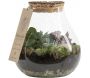 Terrarium DIY 2 plantes Marseille