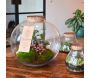 Terrarium DIY 2 plantes Marseille - Plantophile
