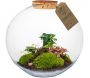 Terrarium DIY 4 plantes  Paris
