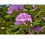 Terre de bruyère bio pour plantes acidophiles - SEC-0129