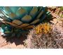 Terreau pour cactées et plantes grasses 3kg - SEC-0105