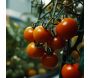 Terreau universel et potager pleine terre ou bac 40 litres - SEC-0155