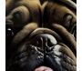 Toile décorative Bully 62 x 4 x 82 cm - 6