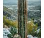Toile décorative avec cadre Cactus 60 x 4 x 90 cm - 72,90