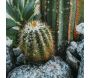Toile décorative avec cadre Cactus 60 x 4 x 90 cm - 5