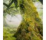 Toile décorative avec cadre Forest 90 x 4 x 60 cm - 72,90