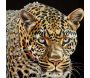 Toile décorative avec cadre Jaguar 82 x 4 x 82 cm - 5