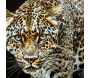 Toile décorative avec cadre Jaguar 82 x 4 x 82 cm - 85,90