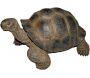 Tortue géante des Seychelles en résine 30 cm